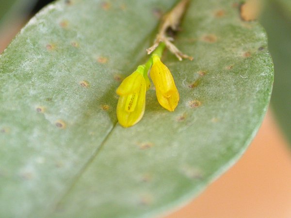 File:Acianthera luteola 04.jpg