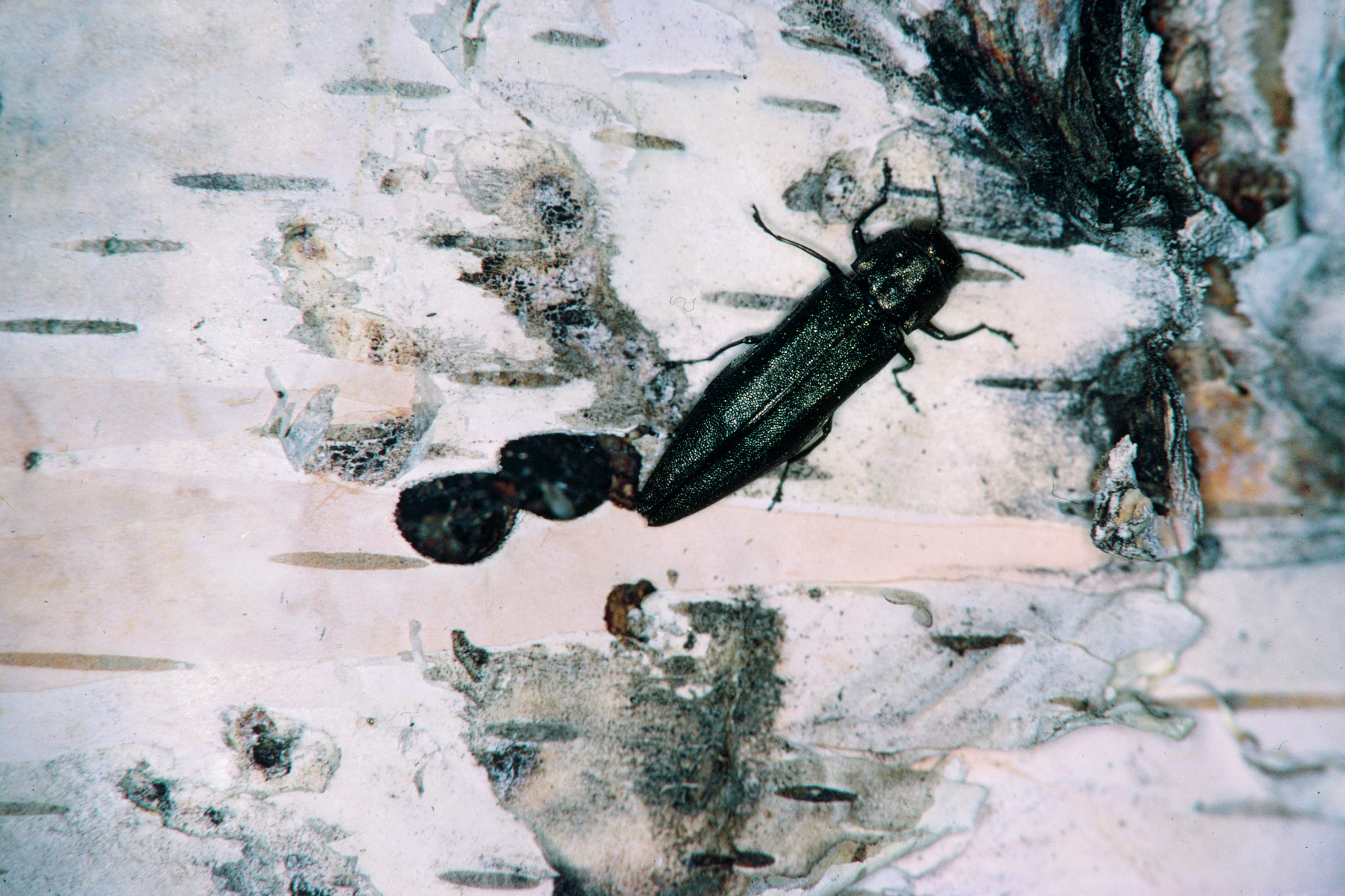 Bronze birch borer species of insect