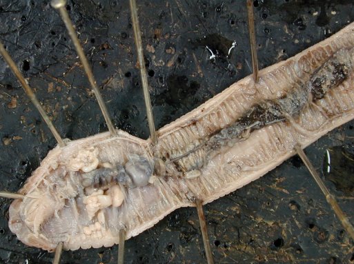 File:Annelida Oligochaeta (Lumbricus) Earthworm.jpg