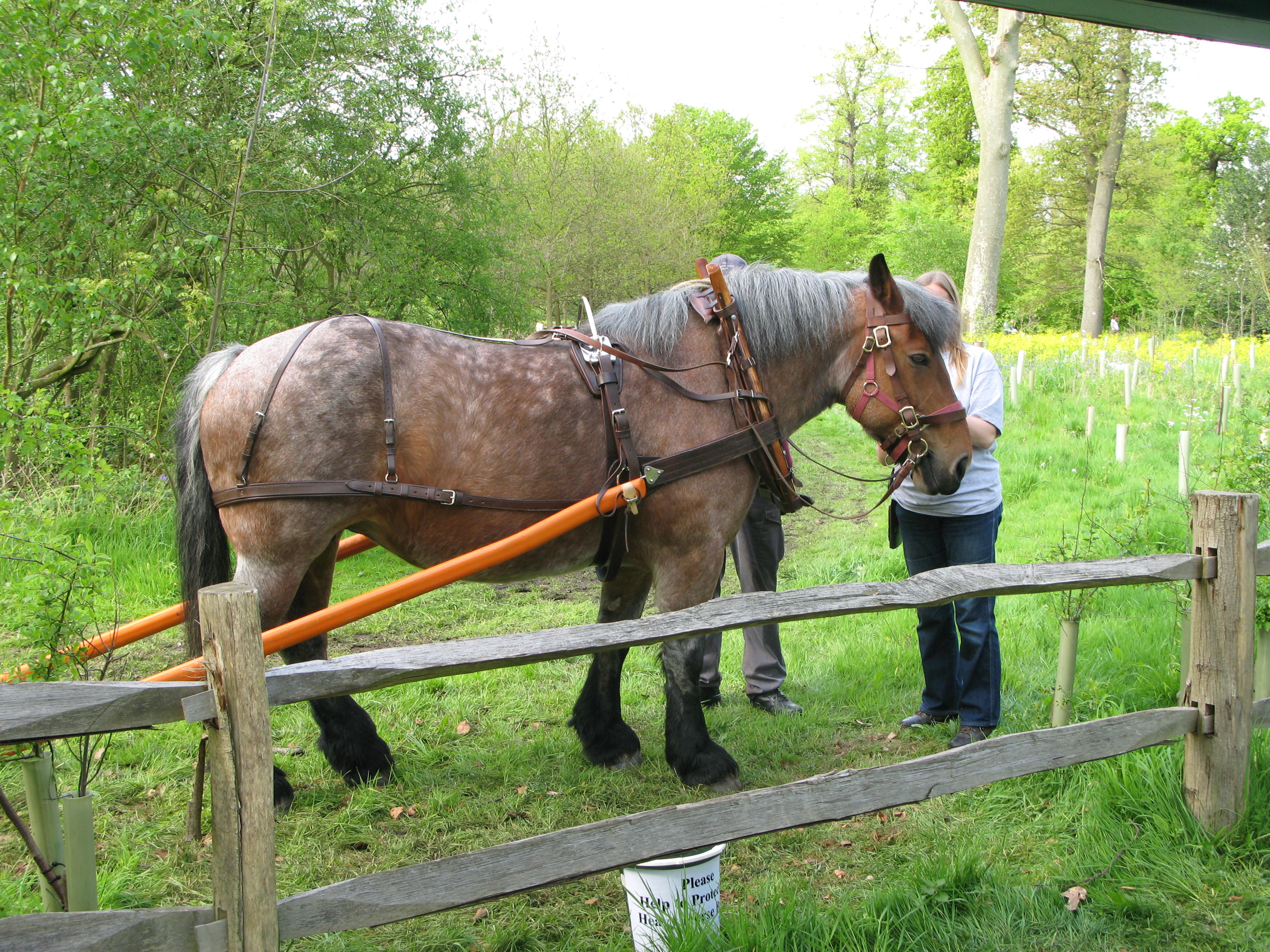 Ardennes horses