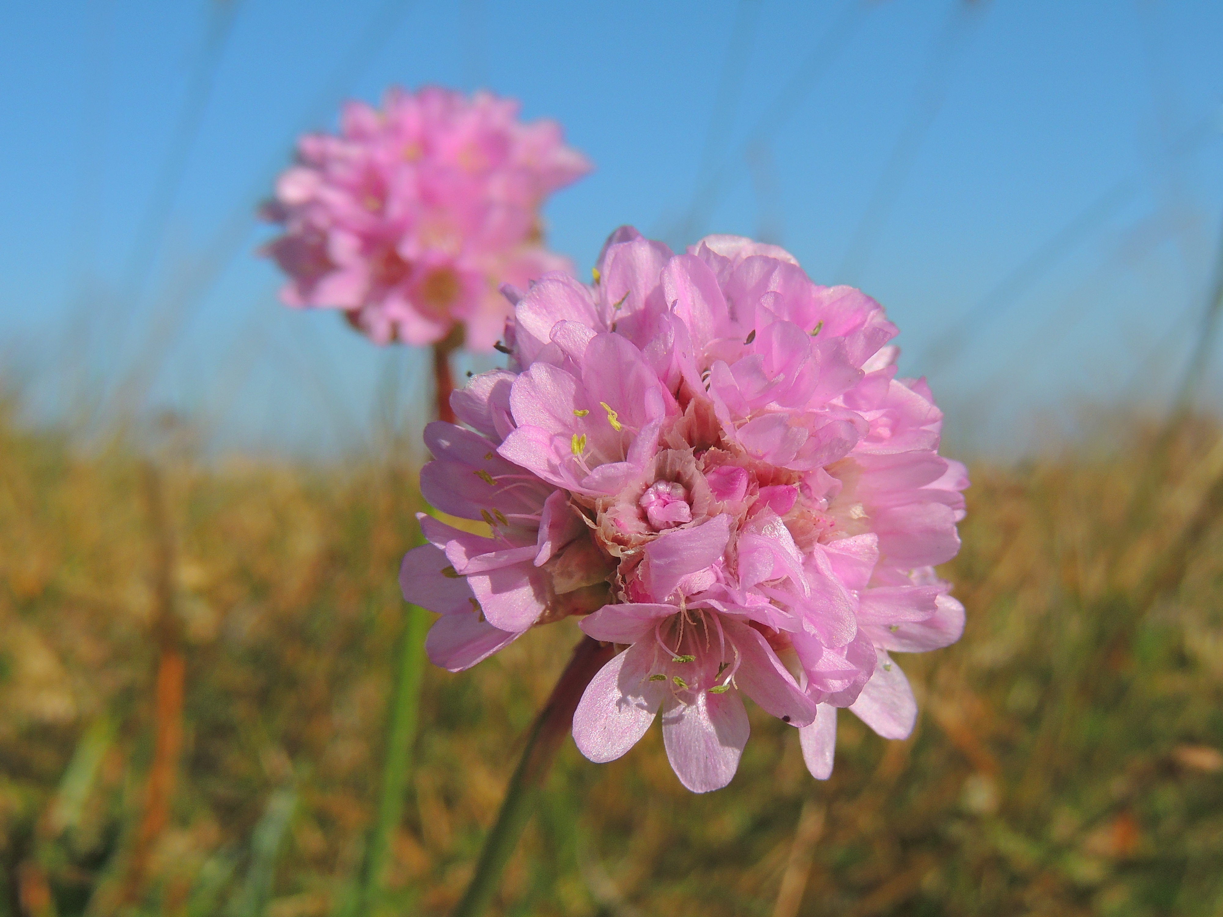 Armeria Alpina