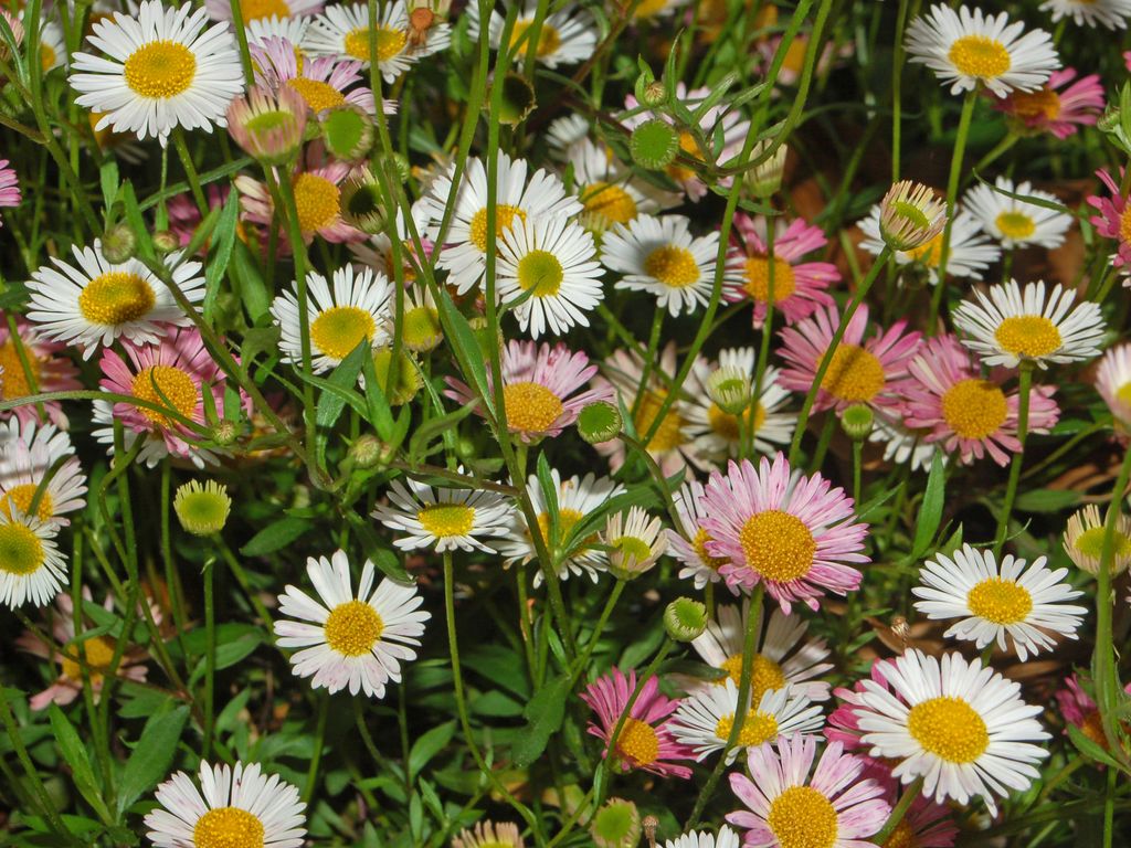 Эригерон Карвинского Erigeron karvinskianus