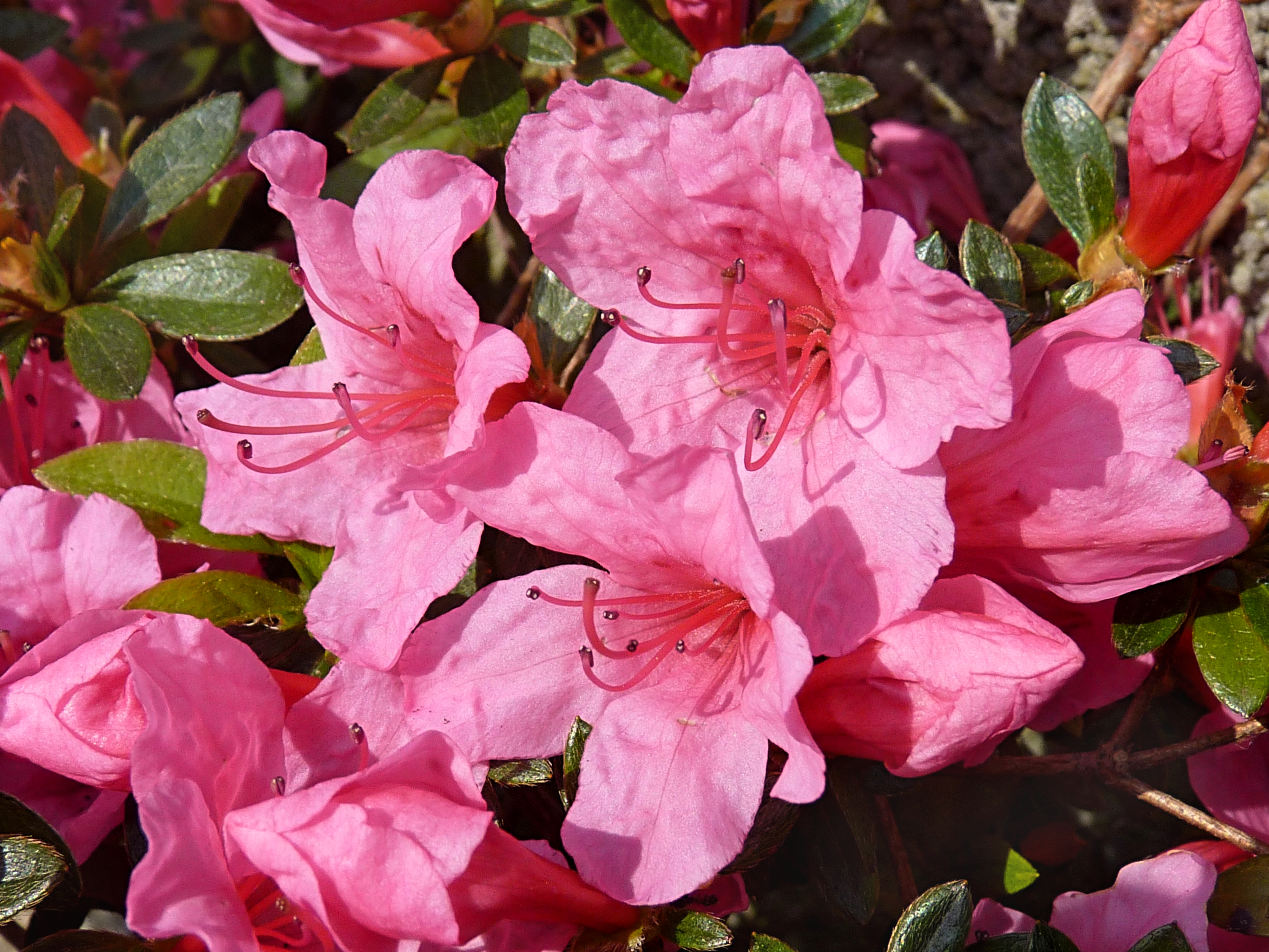 File:Azalea japonica 'Madame Van Hecke'  - Wikimedia Commons