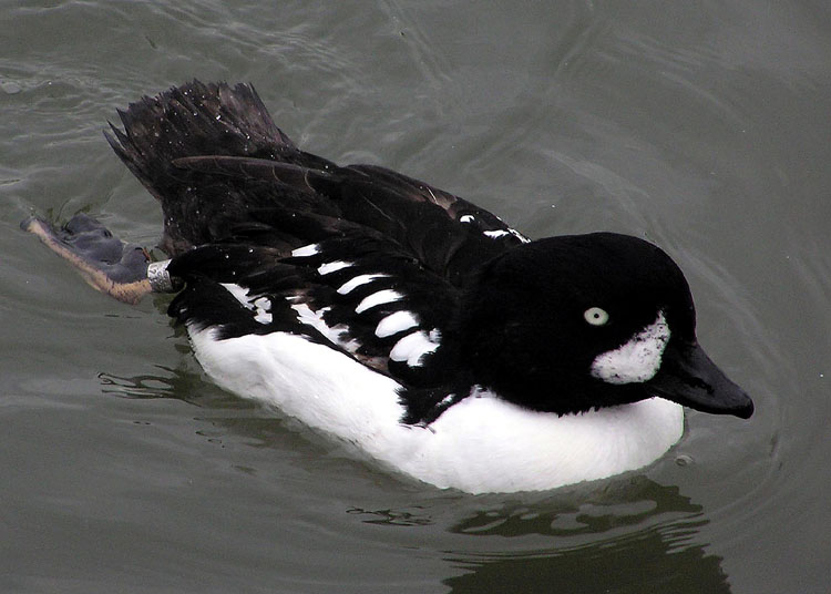 File:Barrowgoldeneye.jpg