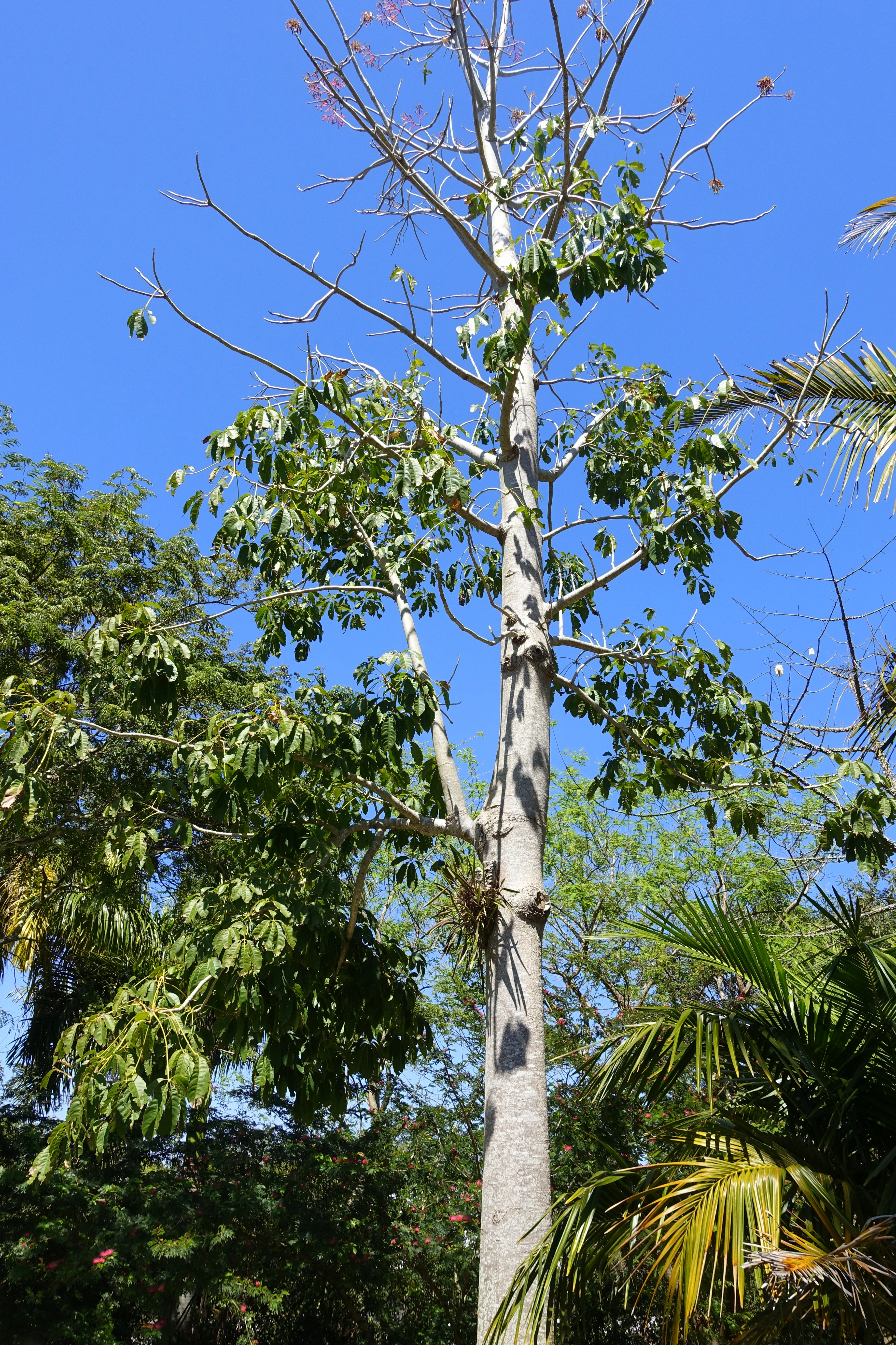 Datei Bernoullia Flammea Naples Botanical Garden Naples