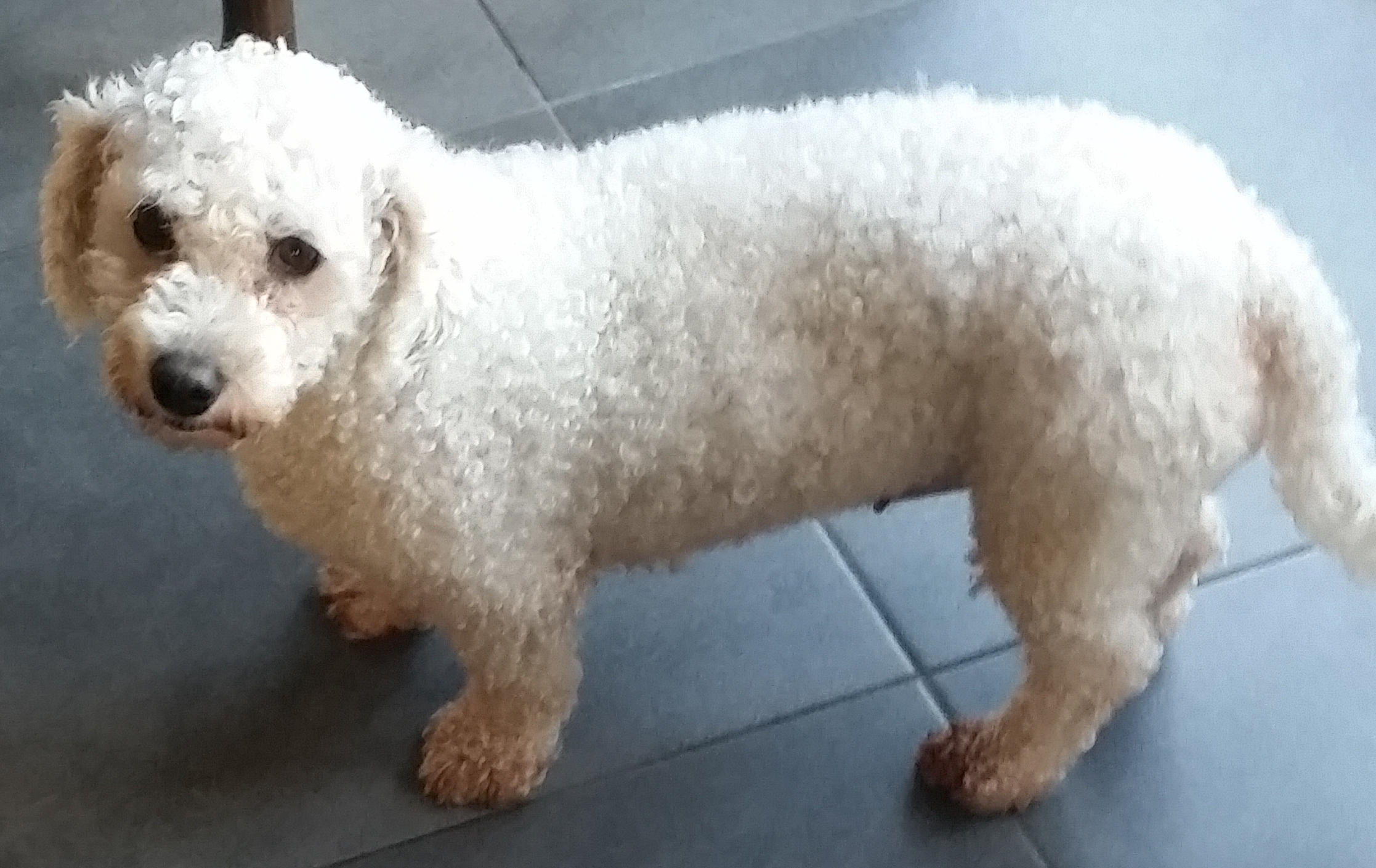 pictures of bichon frise