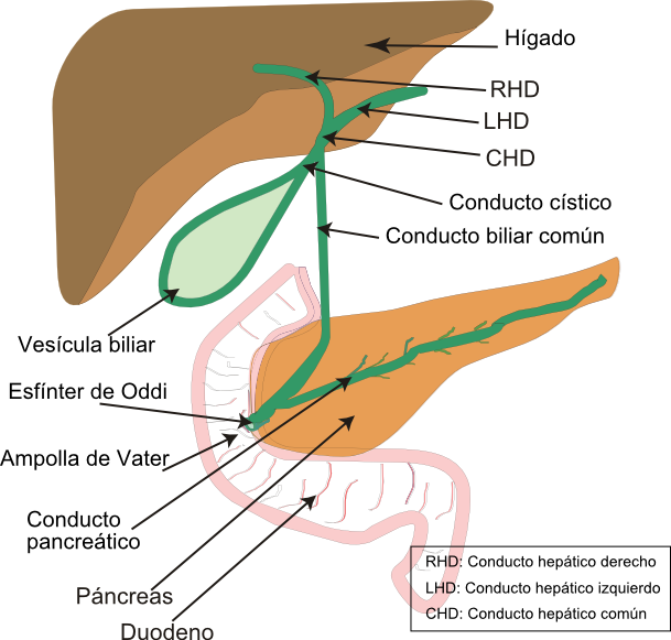 File:Biliary system new.es.png