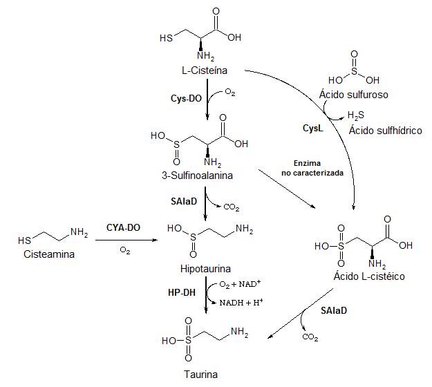 Cisteína: Fontes de cisteína, Degradación, Funcións biolóxicas