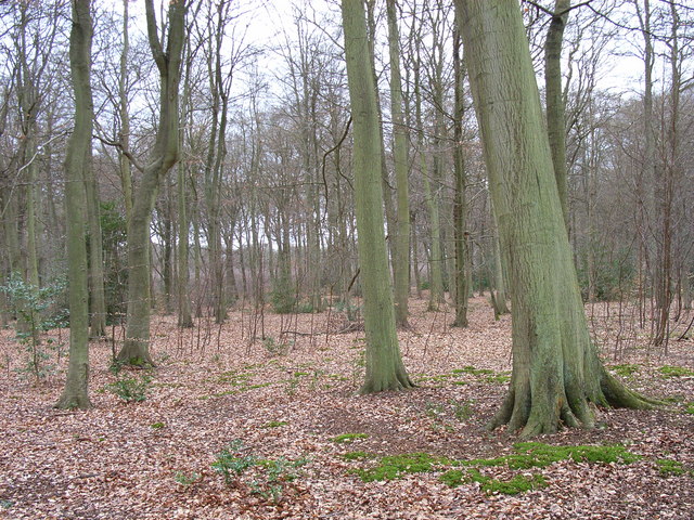 File:Brown's Wood - geograph.org.uk - 150468.jpg