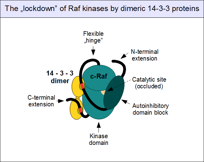 File:C-Raf-14-3-3-complex.png