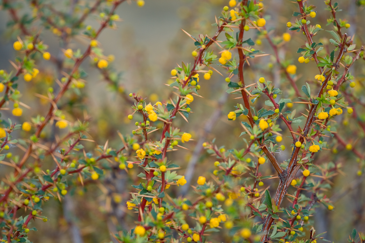 Вид Барбарис самшитолистный Berberis buxifolia