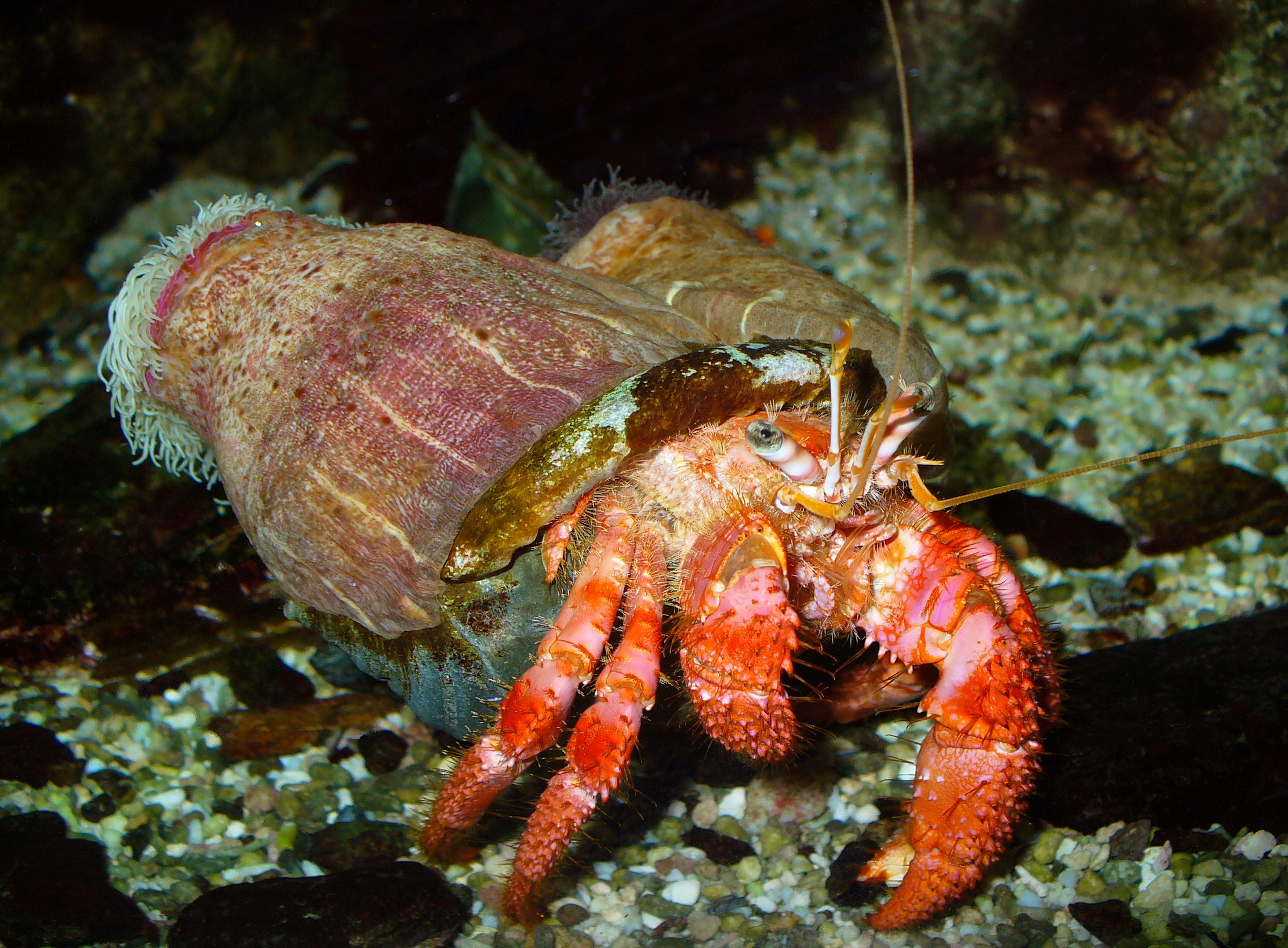 Don't let his soft, cuddly appearance fool you. This hermit crab was (and still is?) a deadly killer.