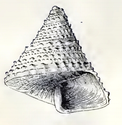 Calliostoma orion