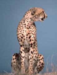 Gepard-njegovi najbliži srodnici su puma i jaguarundi