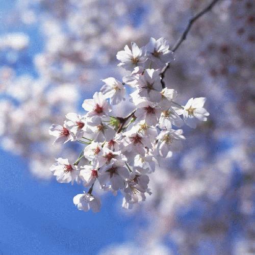 File:Cherry Blossoms.jpg