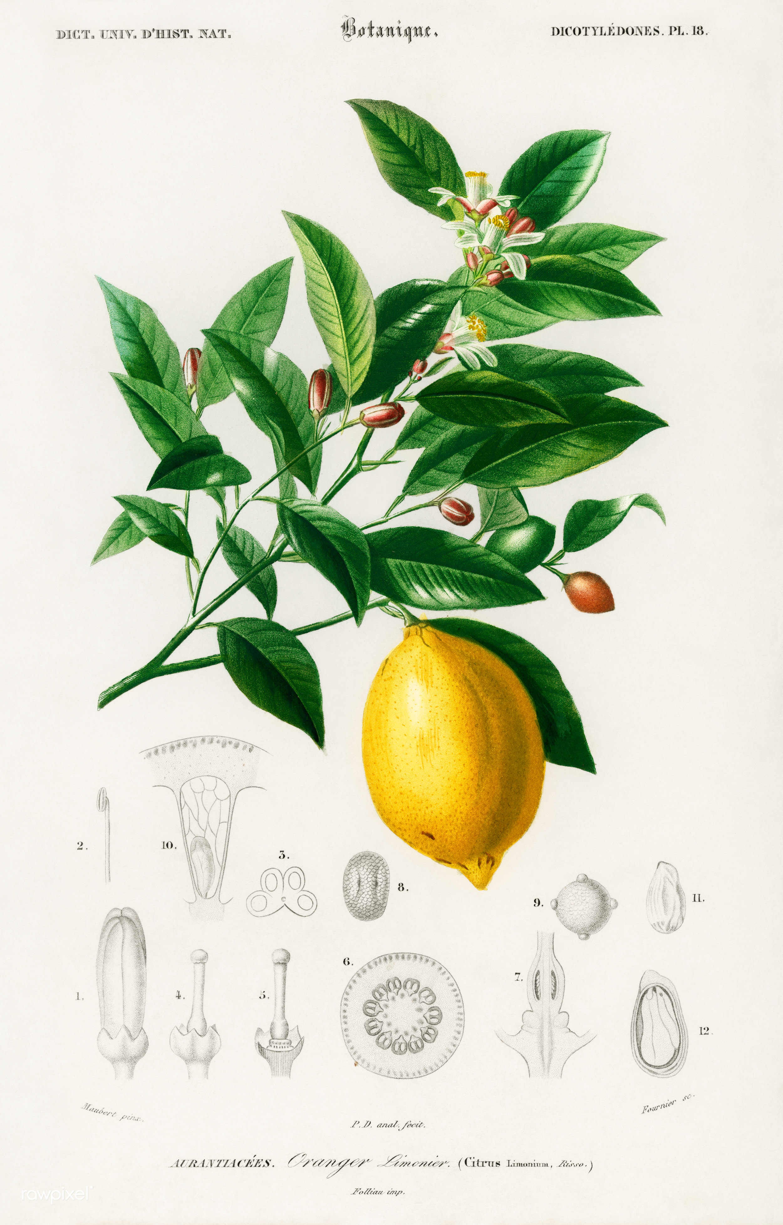 File:Lemon.jpg - Wikimedia Commons