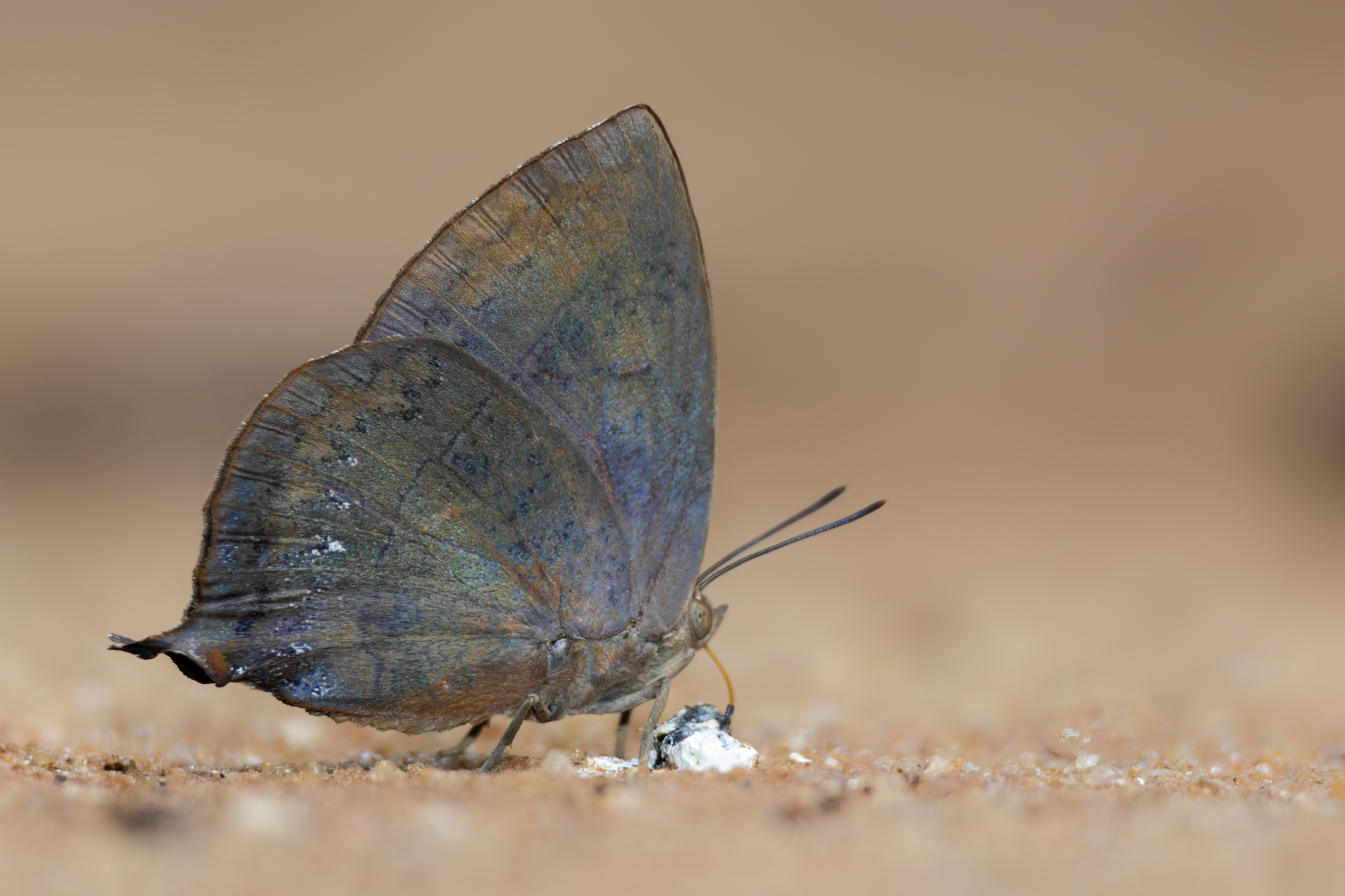 File:Close wing posture of Amblypodia anita (Hewitson, 1862