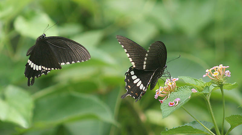 File:Common Mormon I2 IMG 4124.jpg