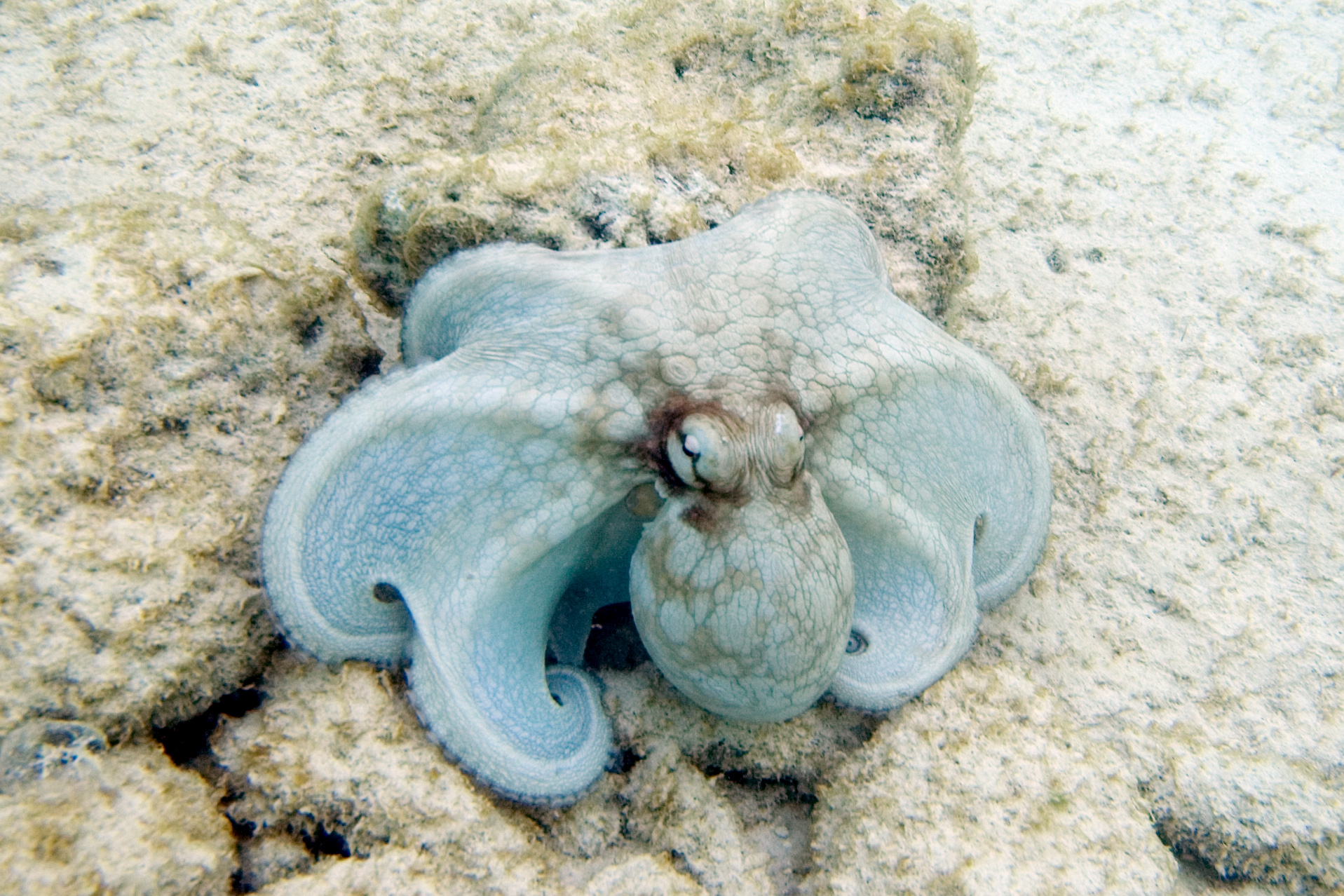 What Are The Predators Of The Dumbo Octopus