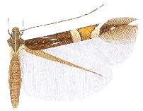 File:Cosmopterix pulchrimella.JPG