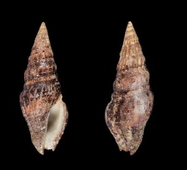 <i>Crassispira bottae</i> species of mollusc