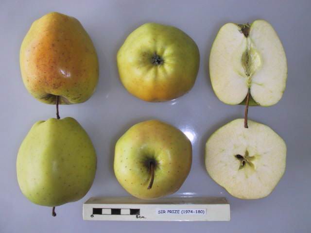 Category Sir Prize Apple Wikimedia Commons