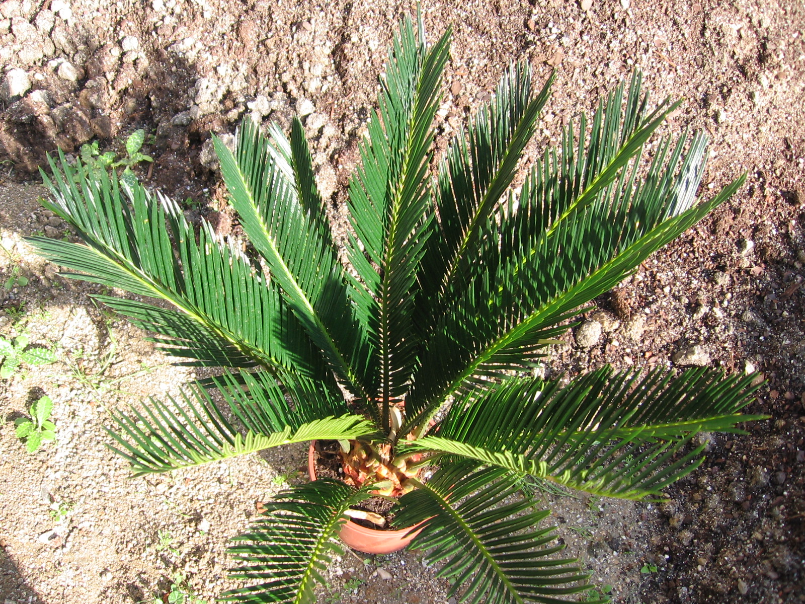 Cycas revoluta. Цикас революта. Цикас revoluta. Цикас революта цветок. Саговник Цикас.