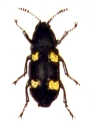 <i>Dircaea</i> Genus of beetles