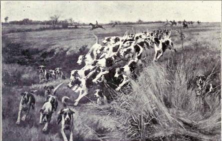 File:English Foxhounds in full cry.JPG