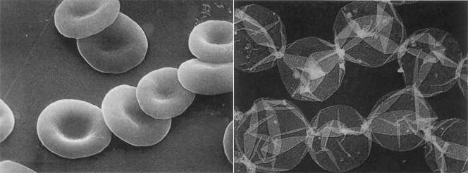 File:Erythrocytes.jpg