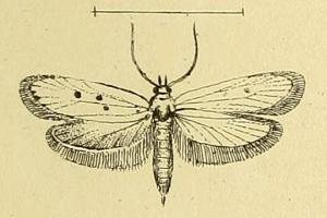 <i>Ethmia quadrinotella</i> species of insect