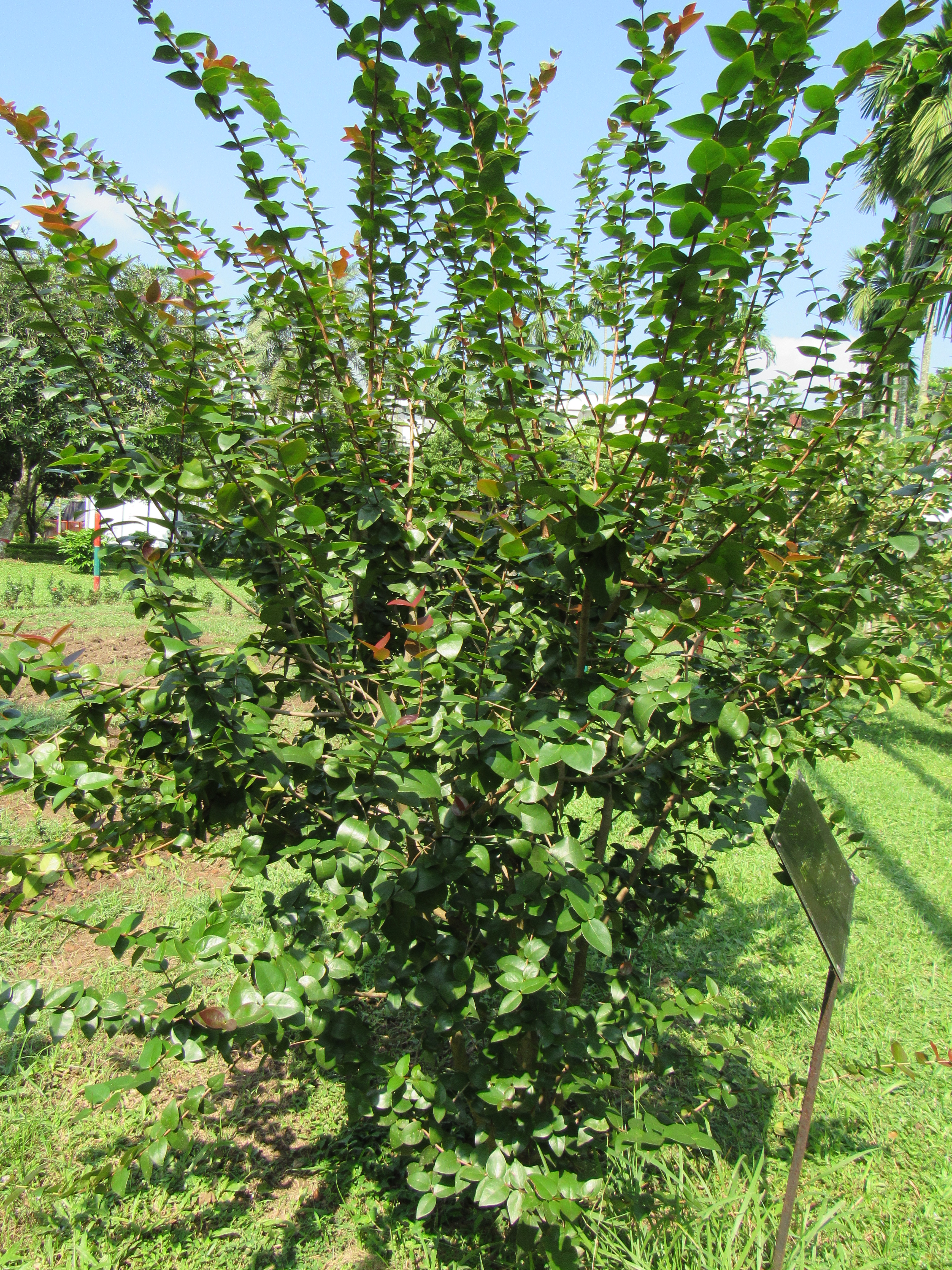 Brazilian Cherry Tree Care - How To Grow A Brazilian Cherry Tree