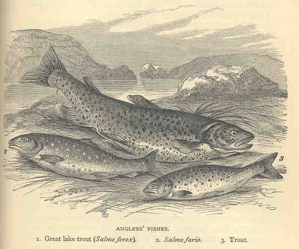 File:FMIB 36268 Anglers' Fishes- 1 Great lake trout (Salmo ferox) 2 Salmo fario 3Trout.jpeg