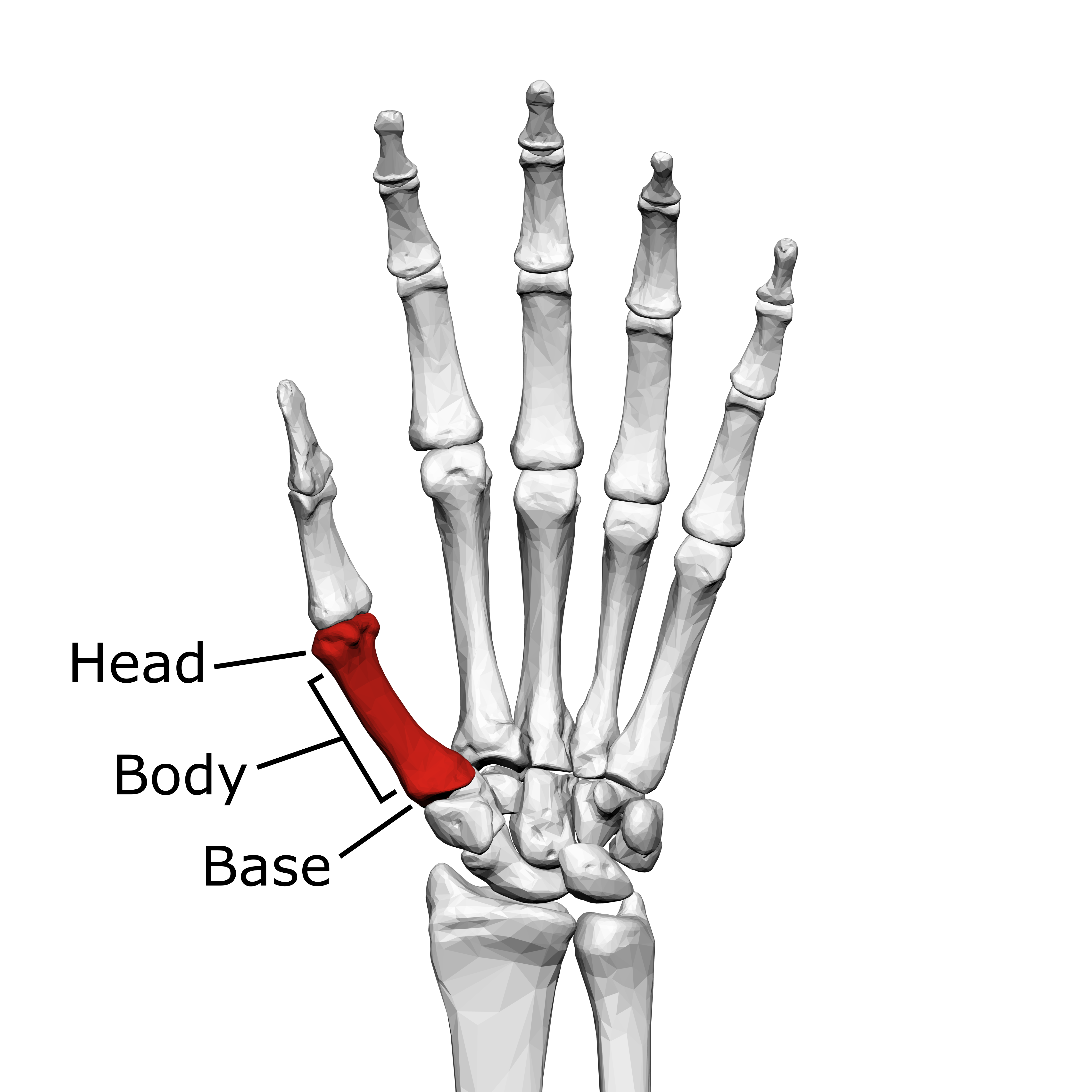 File First Metacarpal Bone Left Hand Palmar View With Label Png Wikimedia Commons