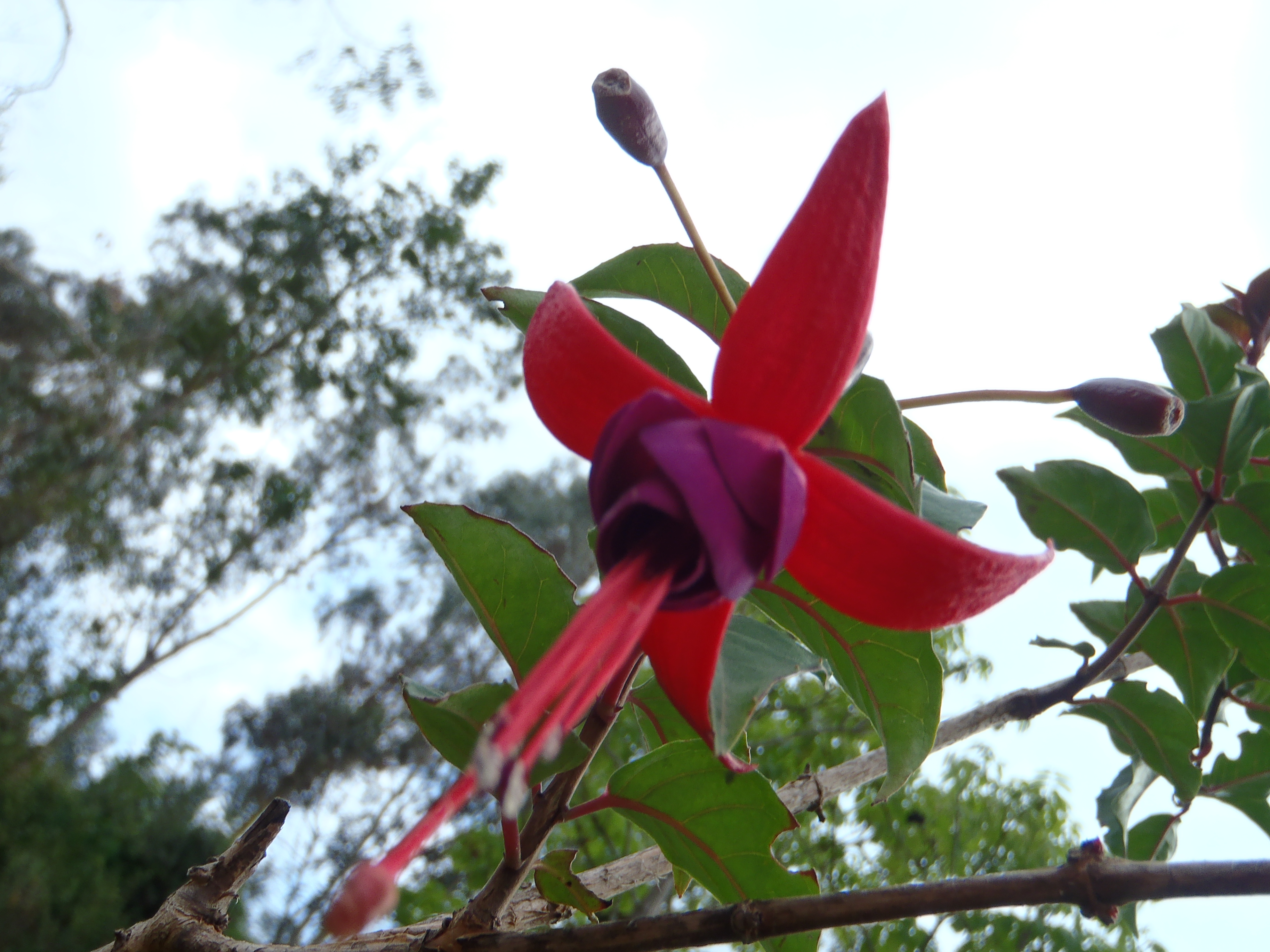 File:Fleur du perou rouge et violette.jpg - Wikimedia Commons