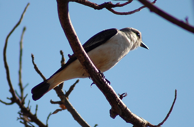 File:Flickr - Dario Sanches - LAVADEIRA-MASCARADA ( Fluvicola nengeta) (11).jpg