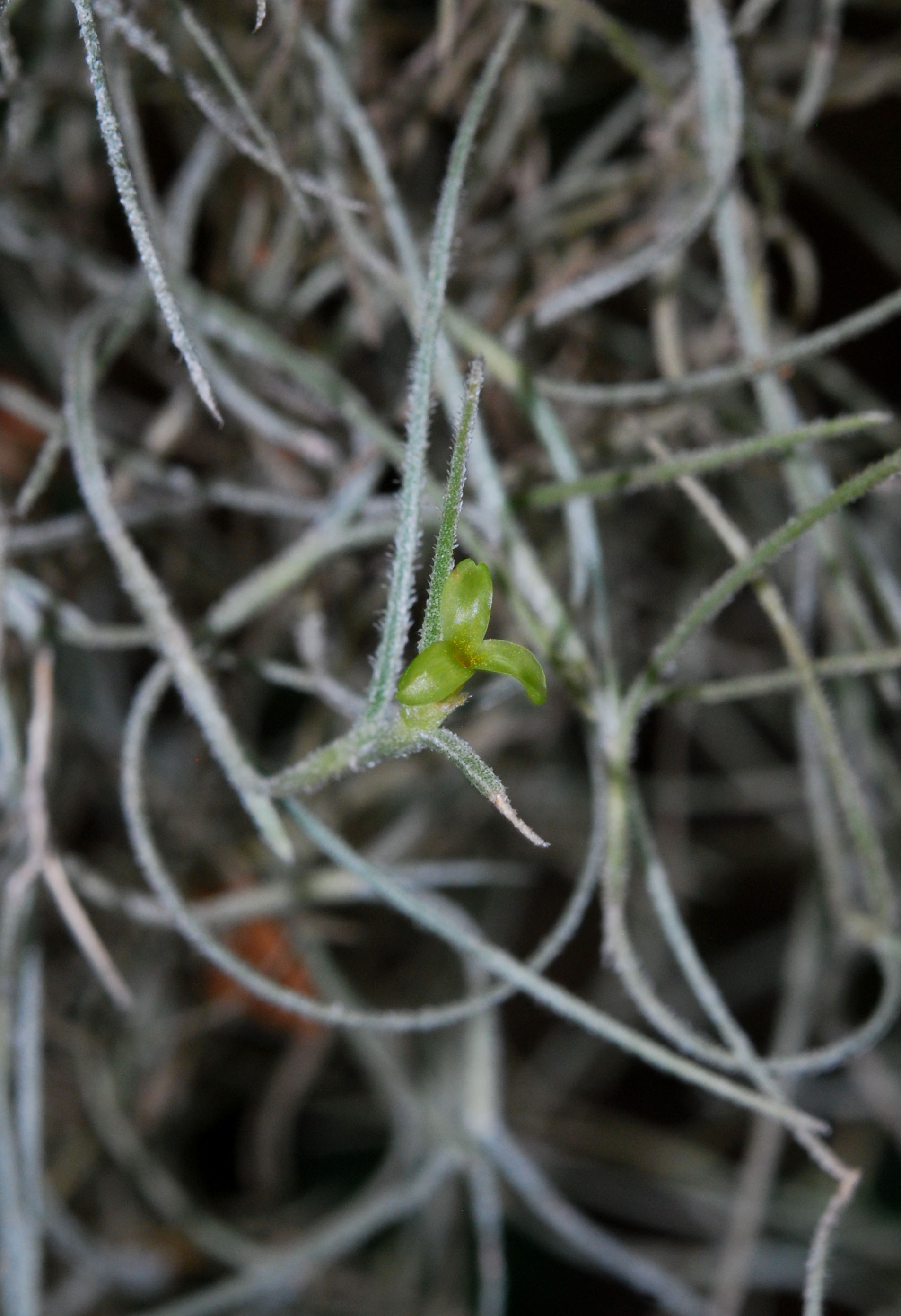 Spanish moss - Wikipedia