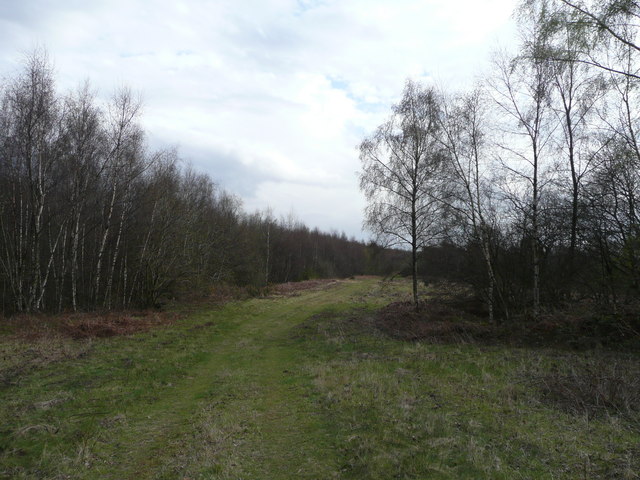 File:Footpath through birchwood - geograph.org.uk - 758193.jpg