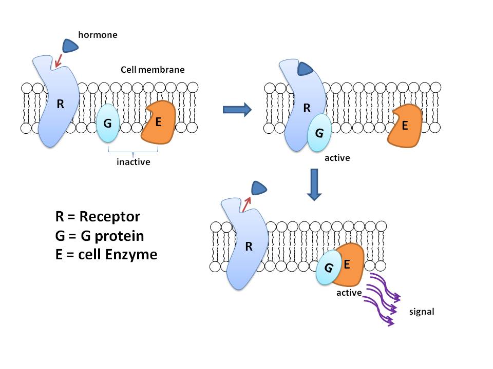 simple g protein coupled receptors