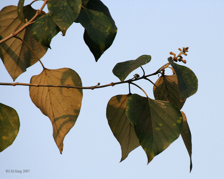 Datei:Gmelina arborea leaves I IMG 3458.jpg