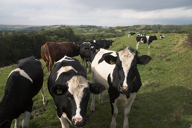 File:Heifers with a bull - geograph.org.uk - 558046.jpg