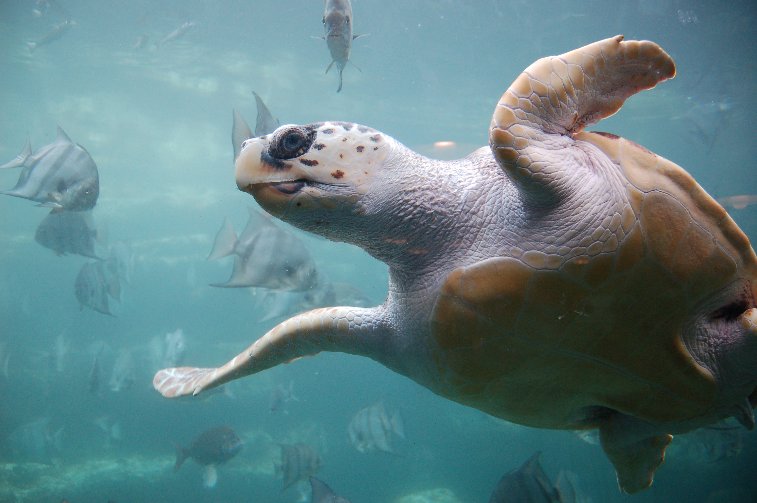 A loggerhead sea turtle in an aquarium tank swims overhead.  The underside is visible.
