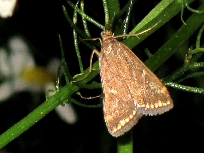 File:Loxostege sticticalis (Meadow moth), Elst (Gld), the Netherlands.jpg