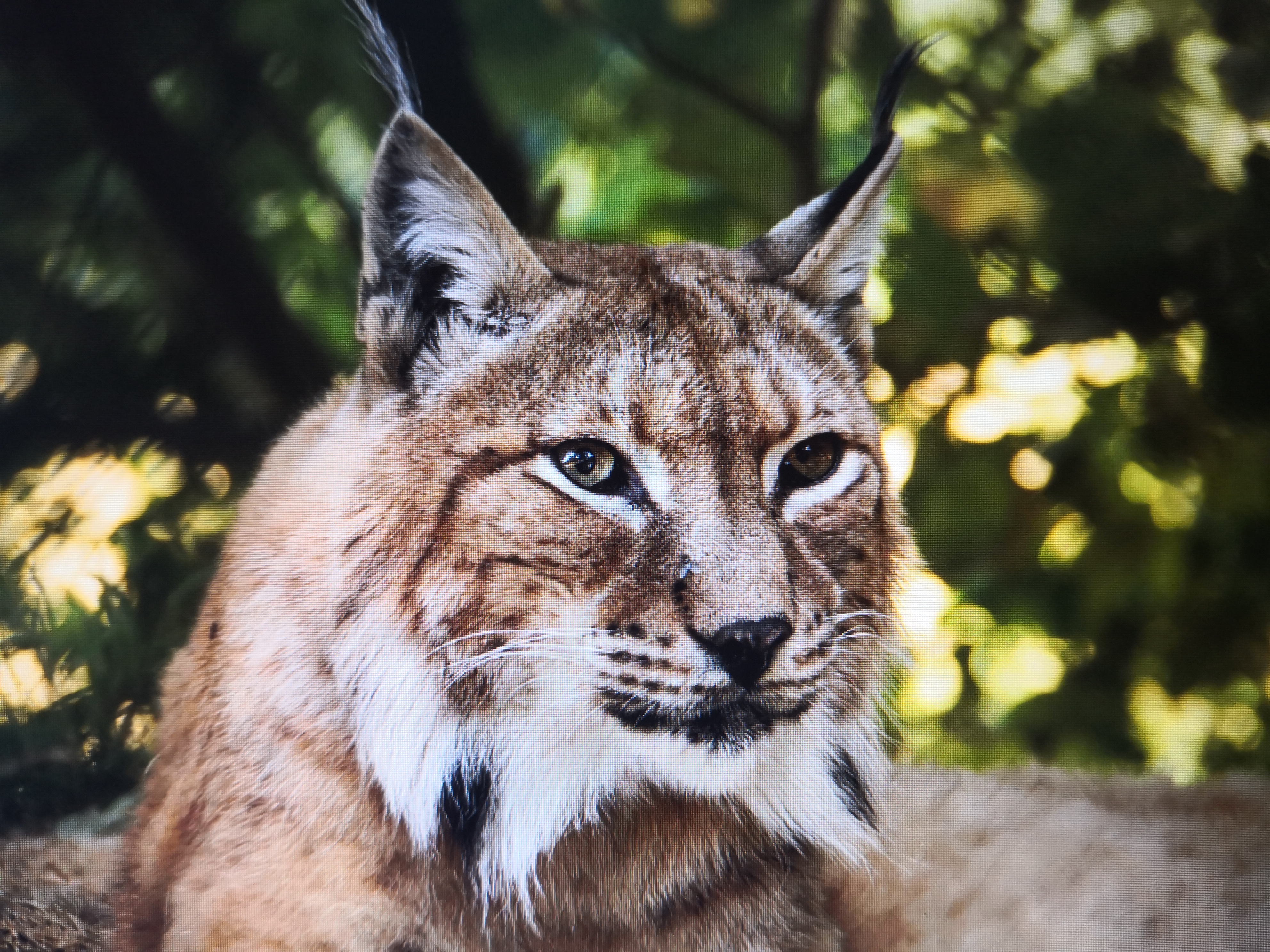 File Luchs Lynx In Freier Wildbahn Jpg Wikimedia Commons