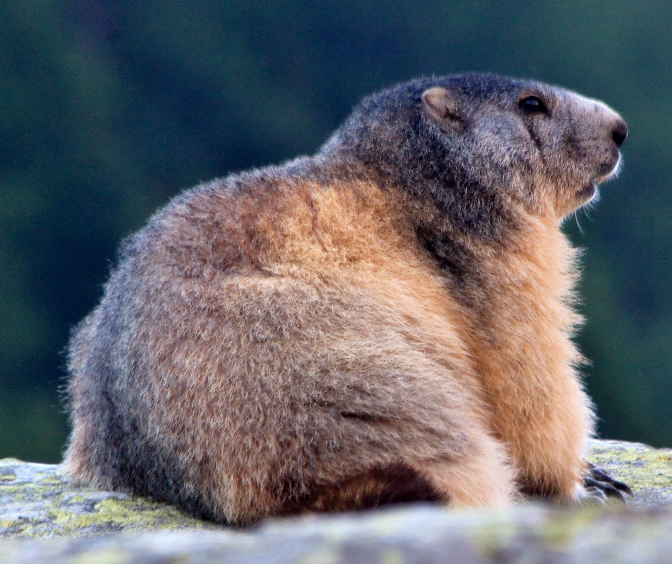 ファイル Marmota Marmota Img 80 Jpg Wikipedia