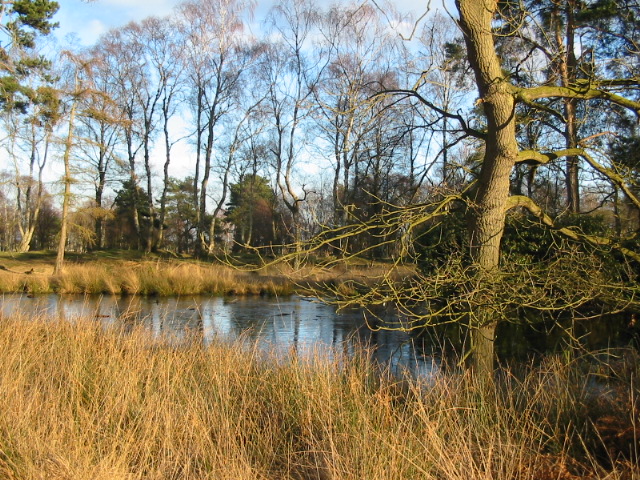 Melting ice on pond at Strensall Common - geograph.org.uk - 330725