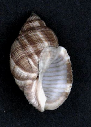 <i>Merica asperella</i> Species of gastropod