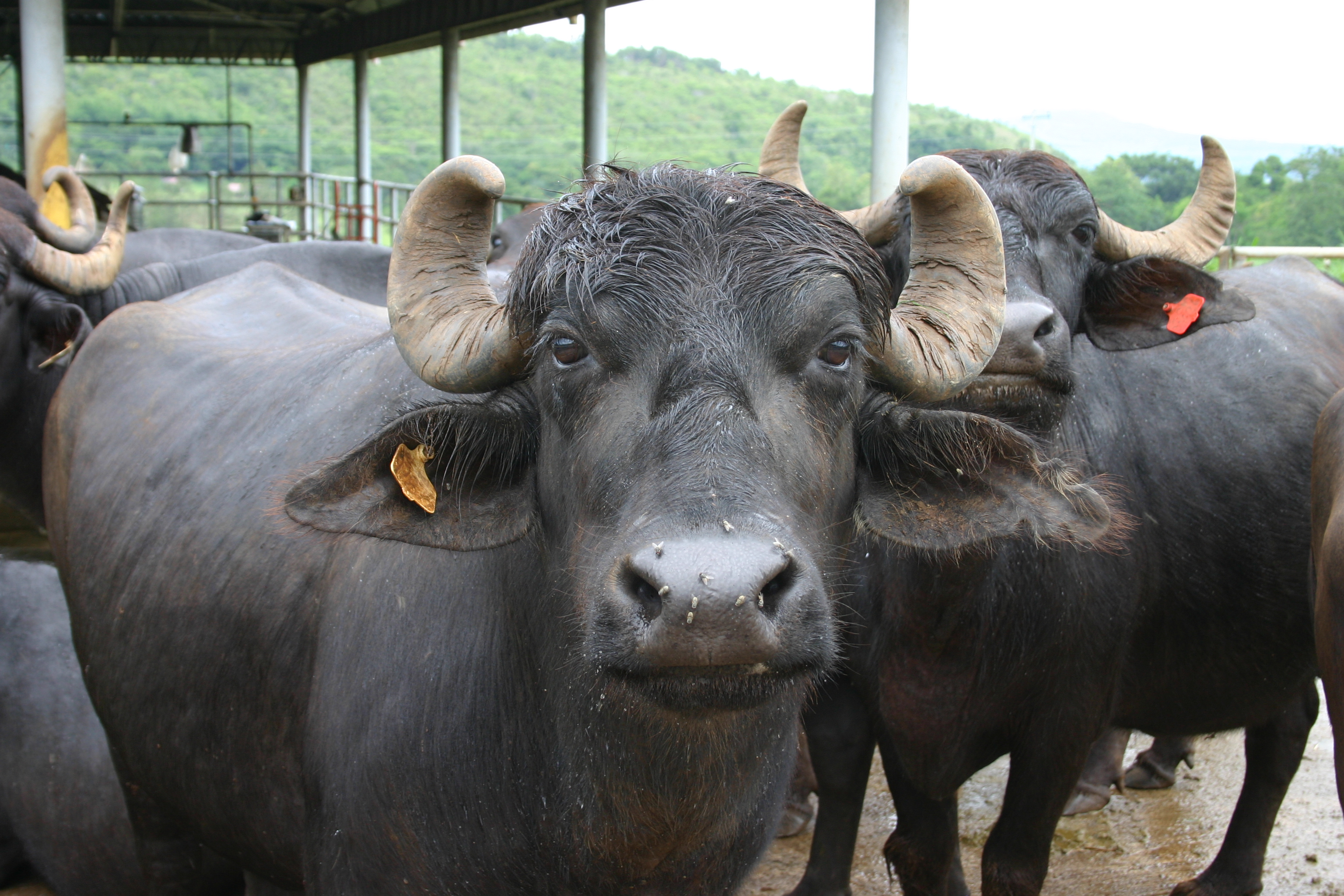 Murrah buffalo - Wikipedia