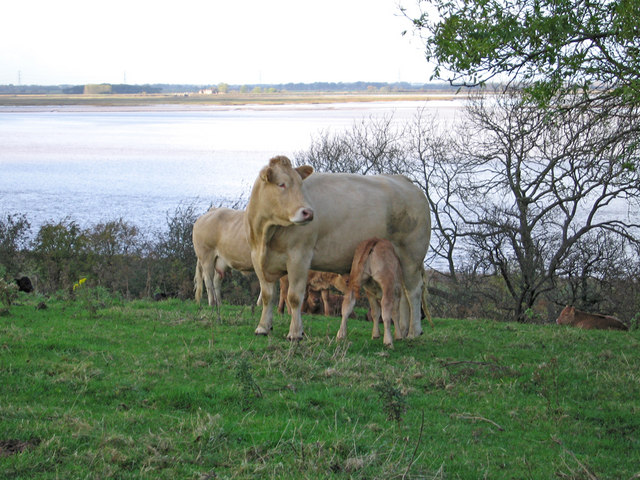 File:Near Whitton - geograph.org.uk - 597739.jpg