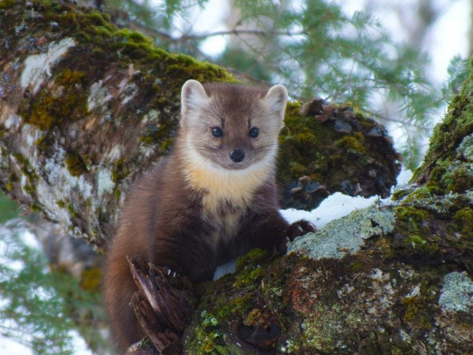 knot Generally speaking To govern American marten - Wikipedia